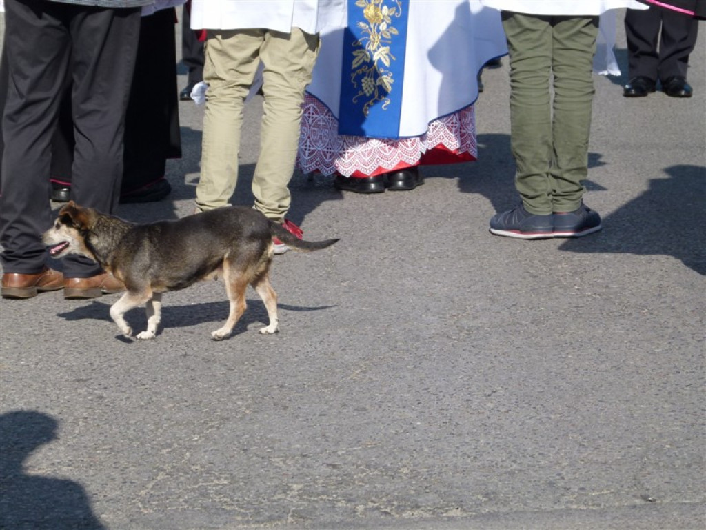 Obraz Matki Bożej Częstochowskiej zawitał do parafii św. Maksymiliana