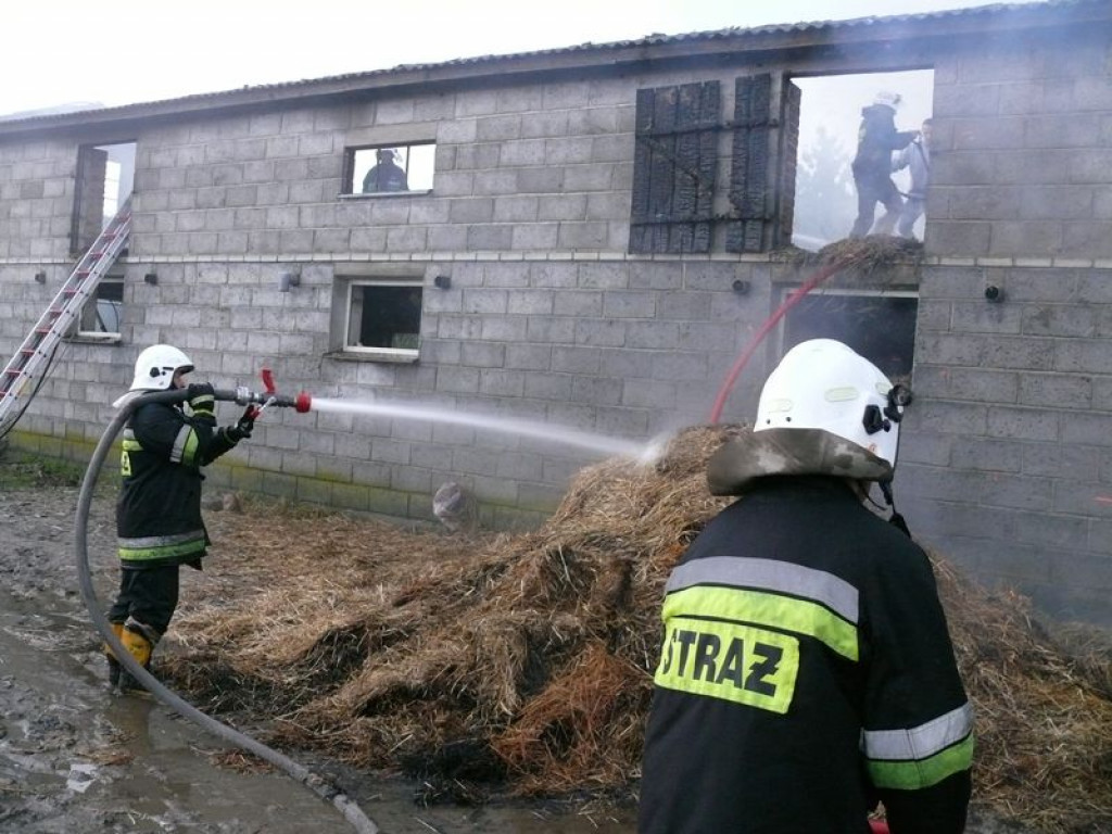 Pożar chlewni w Lenartowie