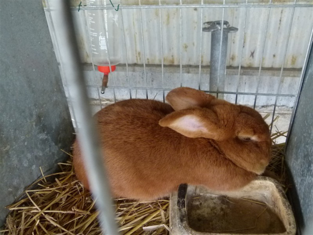 W Bratoszewicach trwa wystawa zwierząt i targi rolne