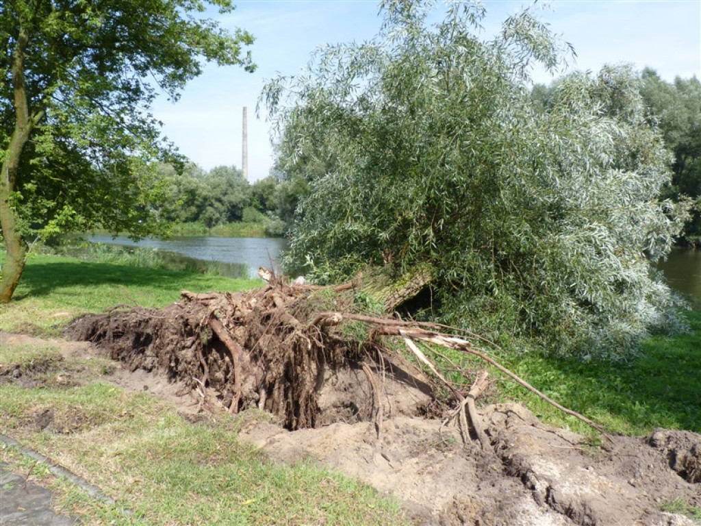 Usuwanie burzowych zniszczeń i liczenie strat