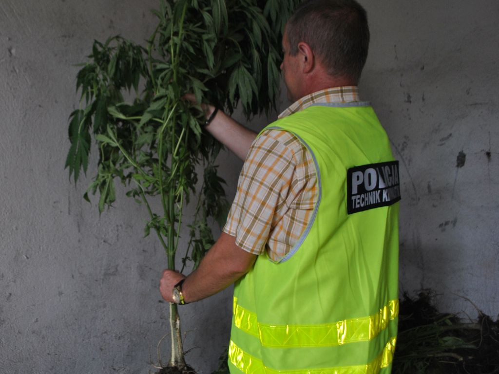 Policja zlikwidowała dwie hodowle marihuany