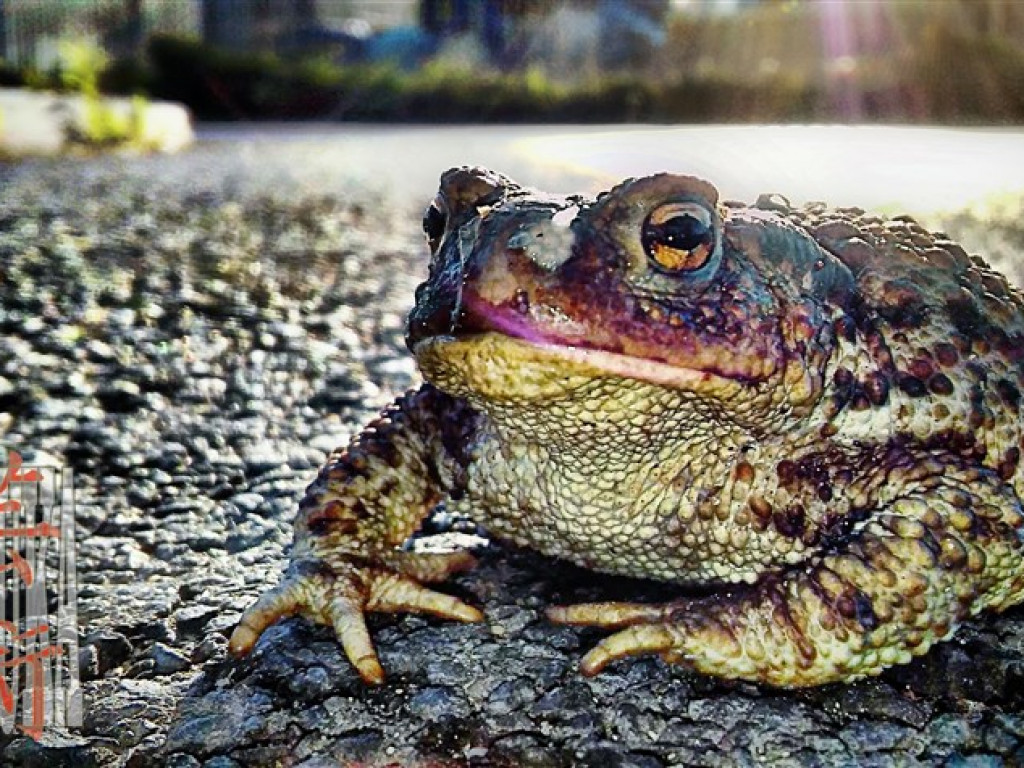 Inne spojrzenie - o pracach Grzegorza Sztuki Puchalskiego
