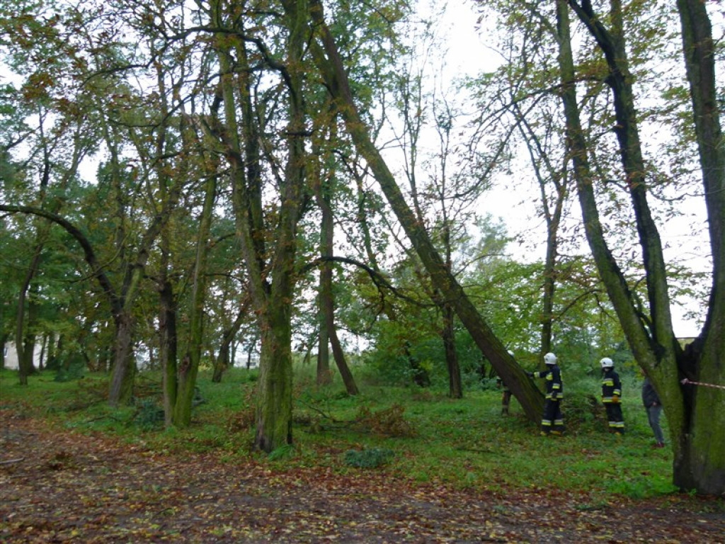 Skutki wichury w rejonie Głowna i Strykowa [galeria]