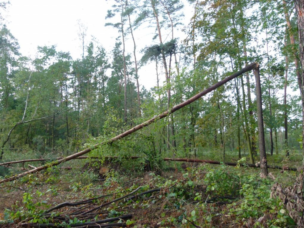 Skutki wichury w rejonie Głowna i Strykowa [galeria]