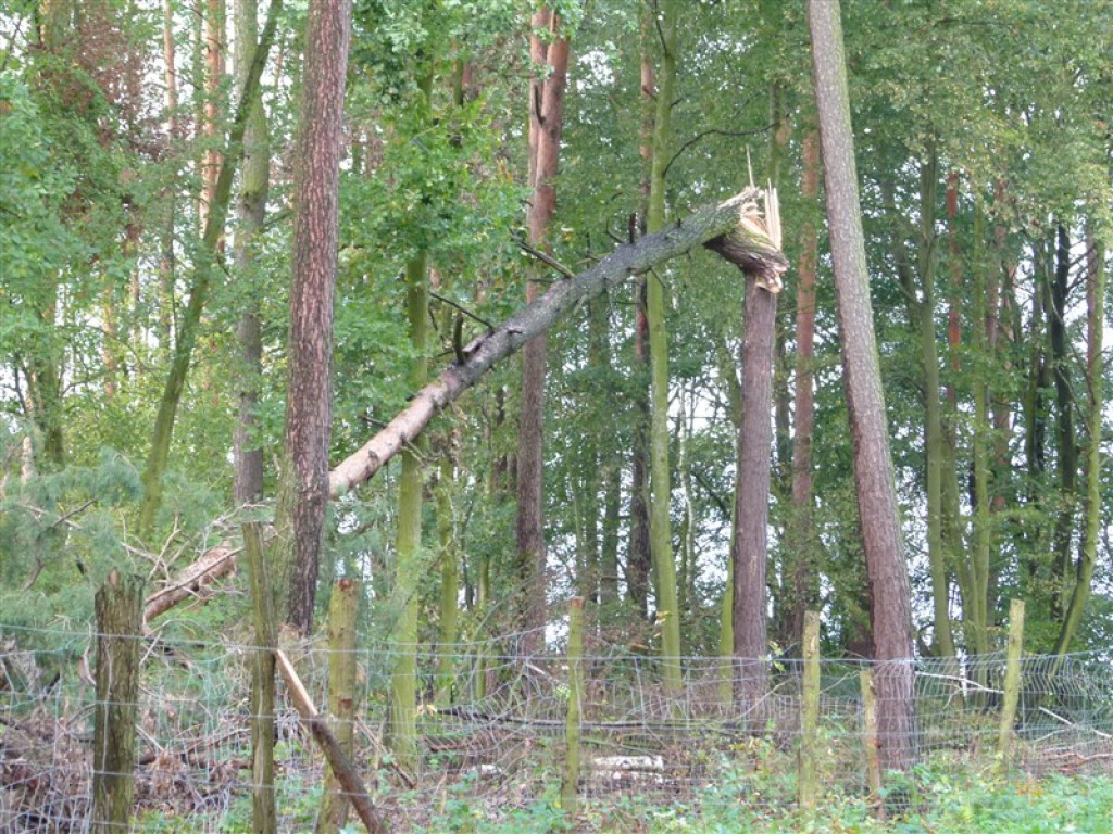 Skutki wichury w rejonie Głowna i Strykowa [galeria]