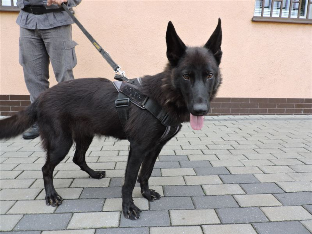 Pies będzie szukał narkotyków na terenie więzienia