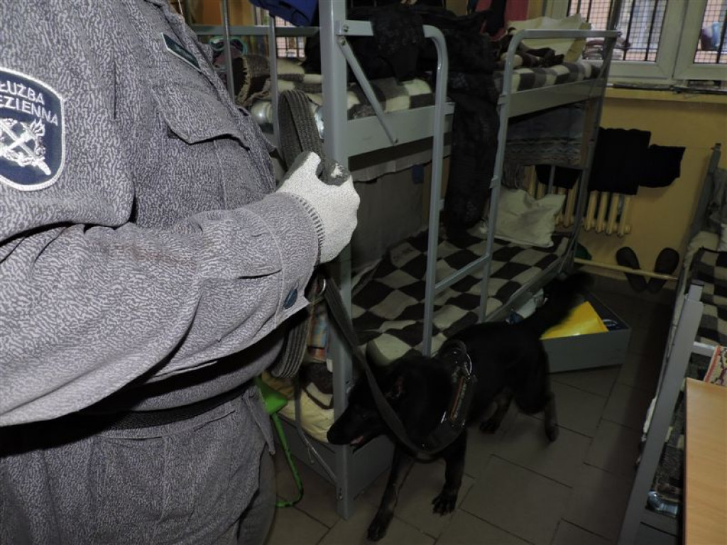 Pies będzie szukał narkotyków na terenie więzienia