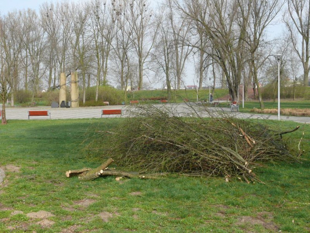 Trwa pielęgnacja drzew na Błoniach