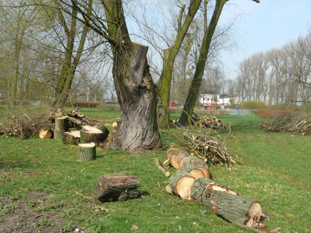 Trwa pielęgnacja drzew na Błoniach