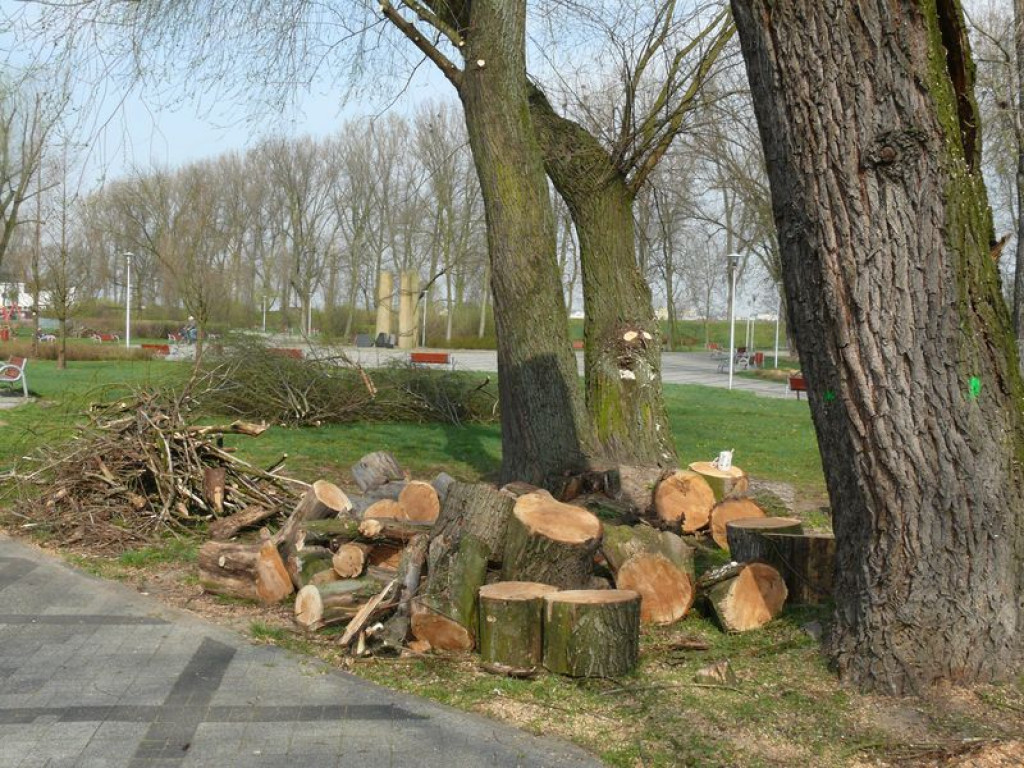 Trwa pielęgnacja drzew na Błoniach