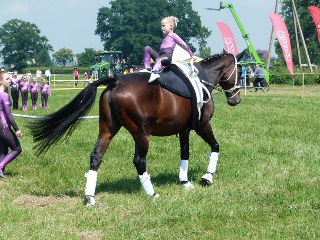 Widowiskowe prezentacje na Agromajówce w Zduńskiej Dąbrowie