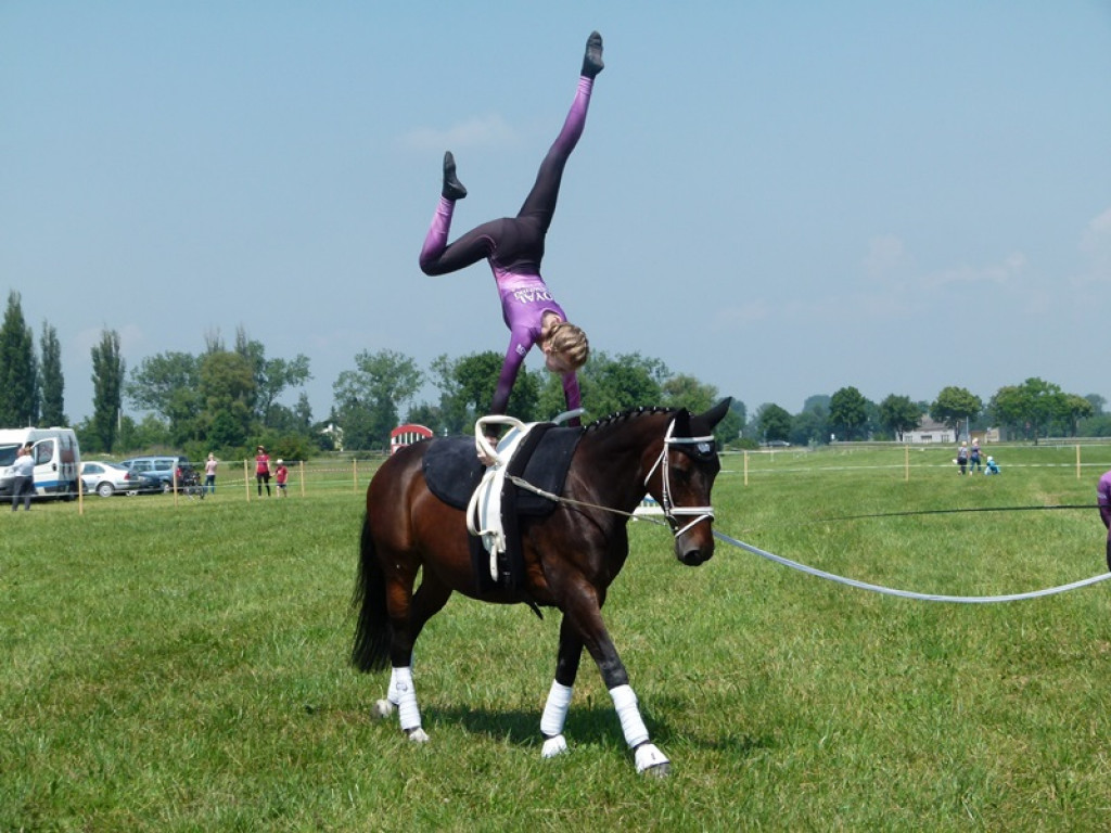 Widowiskowe prezentacje na Agromajówce w Zduńskiej Dąbrowie