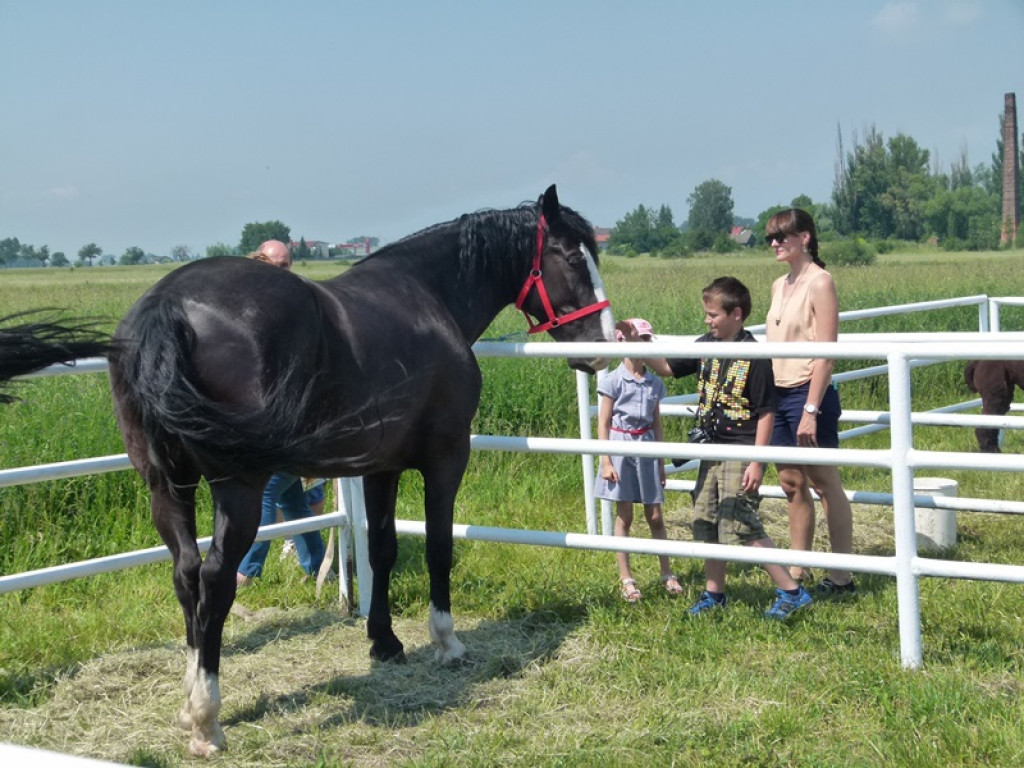 Widowiskowe prezentacje na Agromajówce w Zduńskiej Dąbrowie