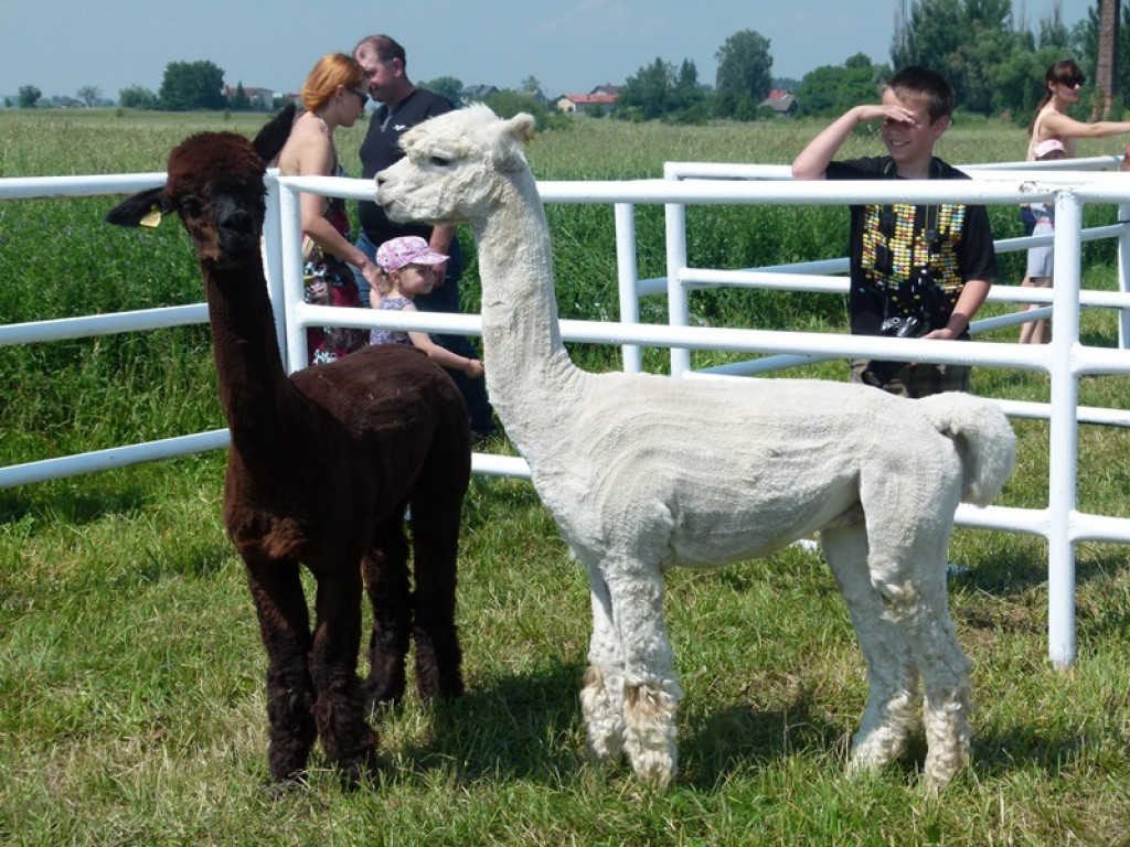 Widowiskowe prezentacje na Agromajówce w Zduńskiej Dąbrowie