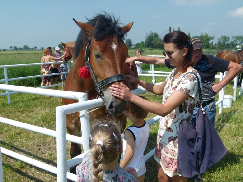 Widowiskowe prezentacje na Agromajówce w Zduńskiej Dąbrowie