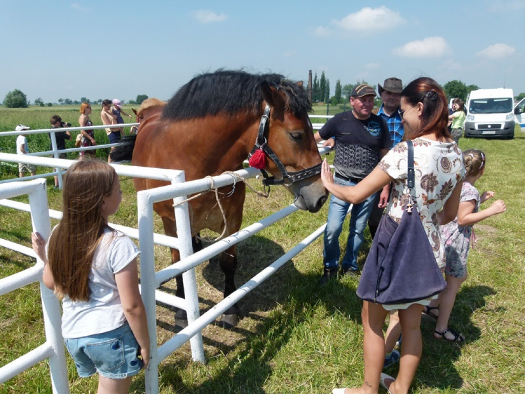 Widowiskowe prezentacje na Agromajówce w Zduńskiej Dąbrowie