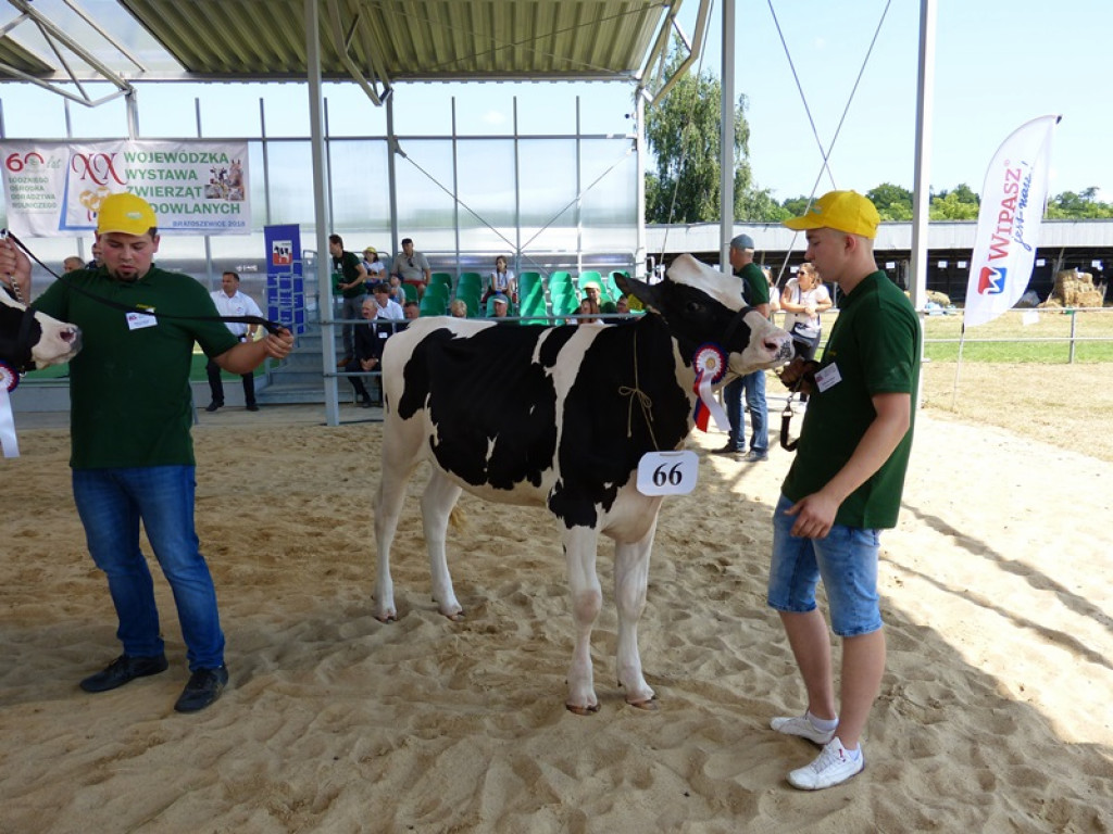 W Bratoszewicach trwa wystawa zwierząt 