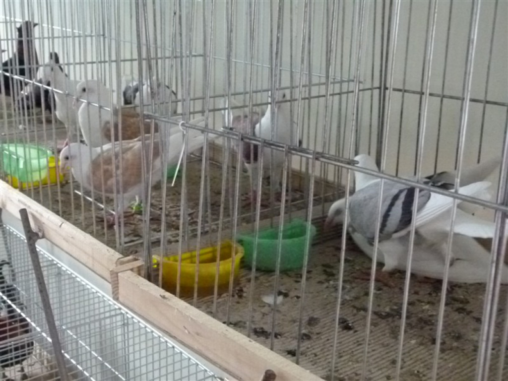 Drugi dzień wystawy i targów w Bratoszewicach