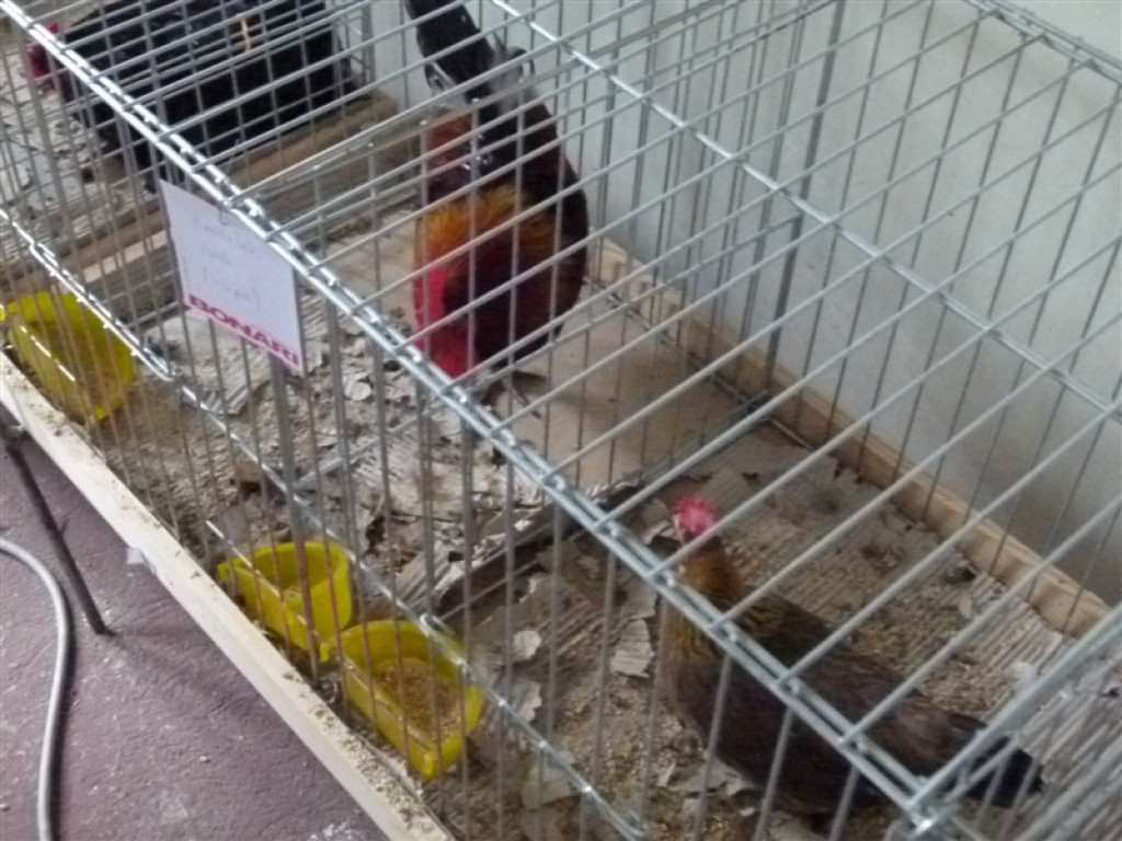 Drugi dzień wystawy i targów w Bratoszewicach