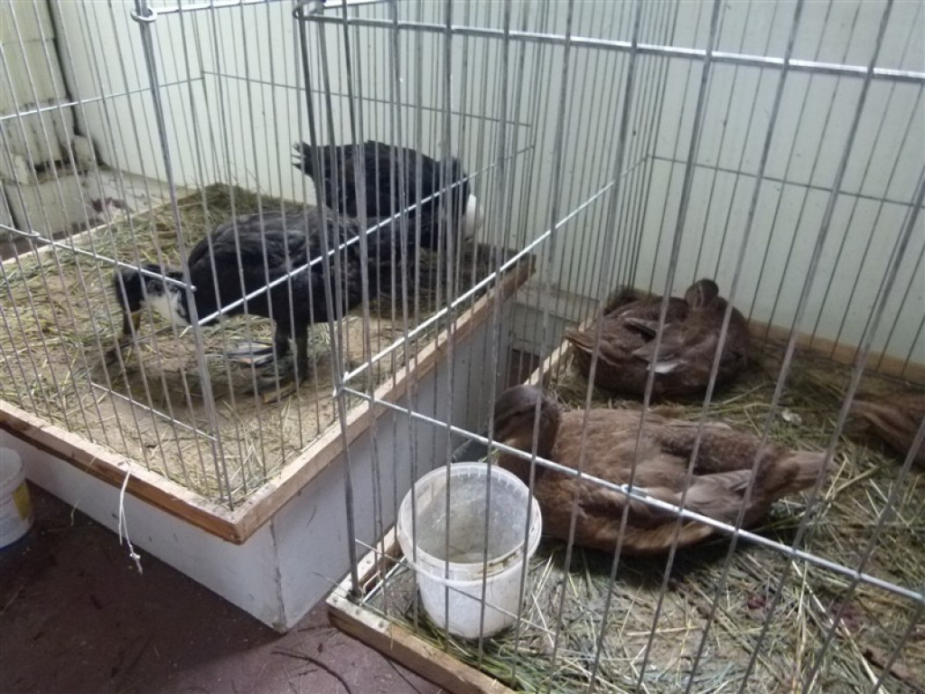 Drugi dzień wystawy i targów w Bratoszewicach
