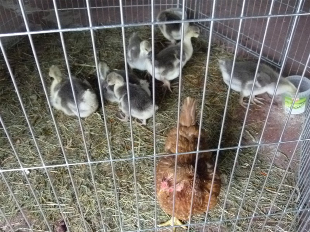 Drugi dzień wystawy i targów w Bratoszewicach