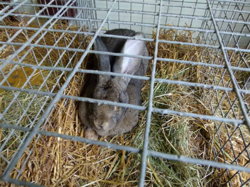 Drugi dzień wystawy i targów w Bratoszewicach