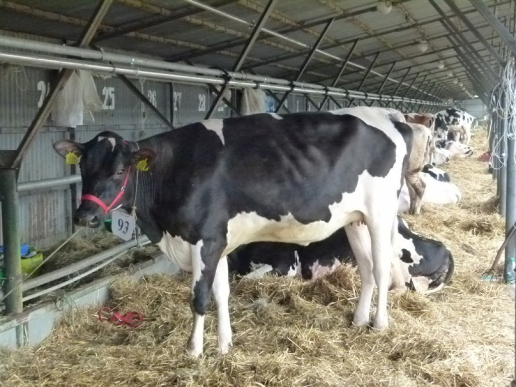 Drugi dzień wystawy i targów w Bratoszewicach