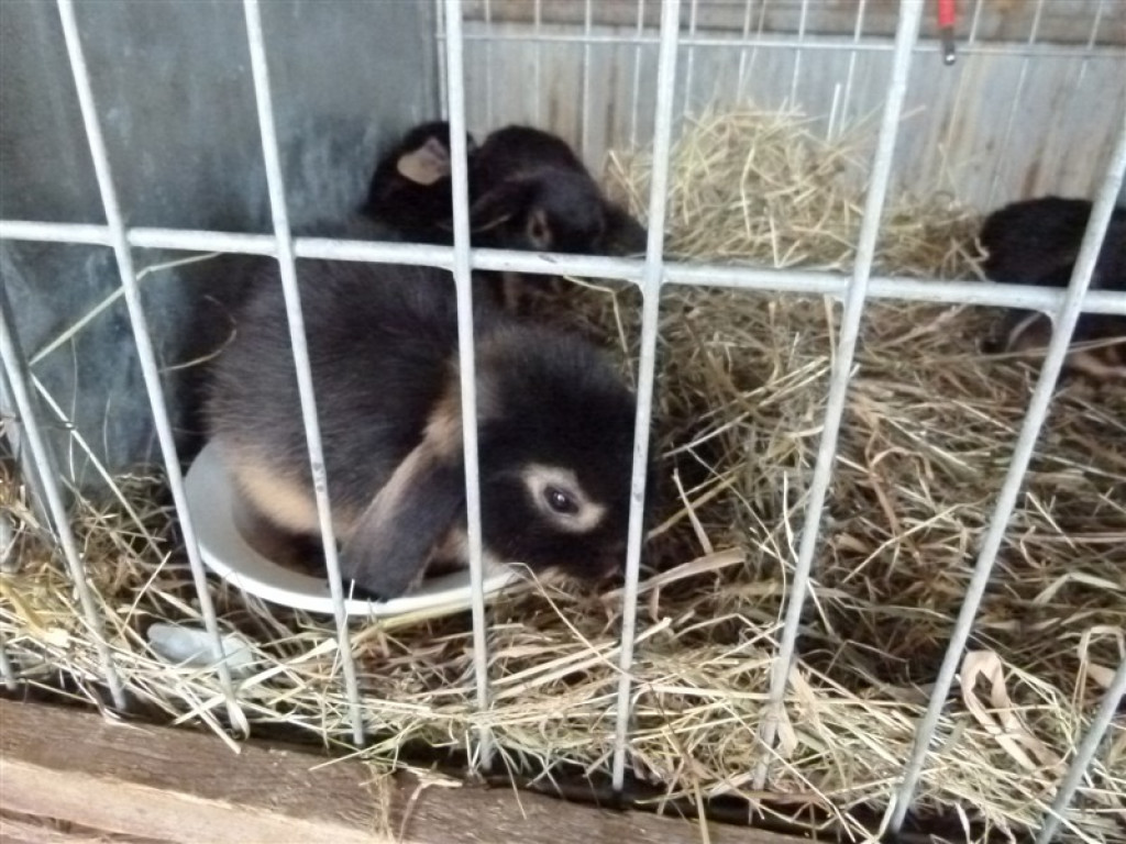 Drugi dzień wystawy i targów w Bratoszewicach