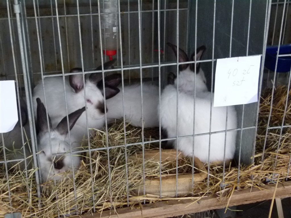 Drugi dzień wystawy i targów w Bratoszewicach