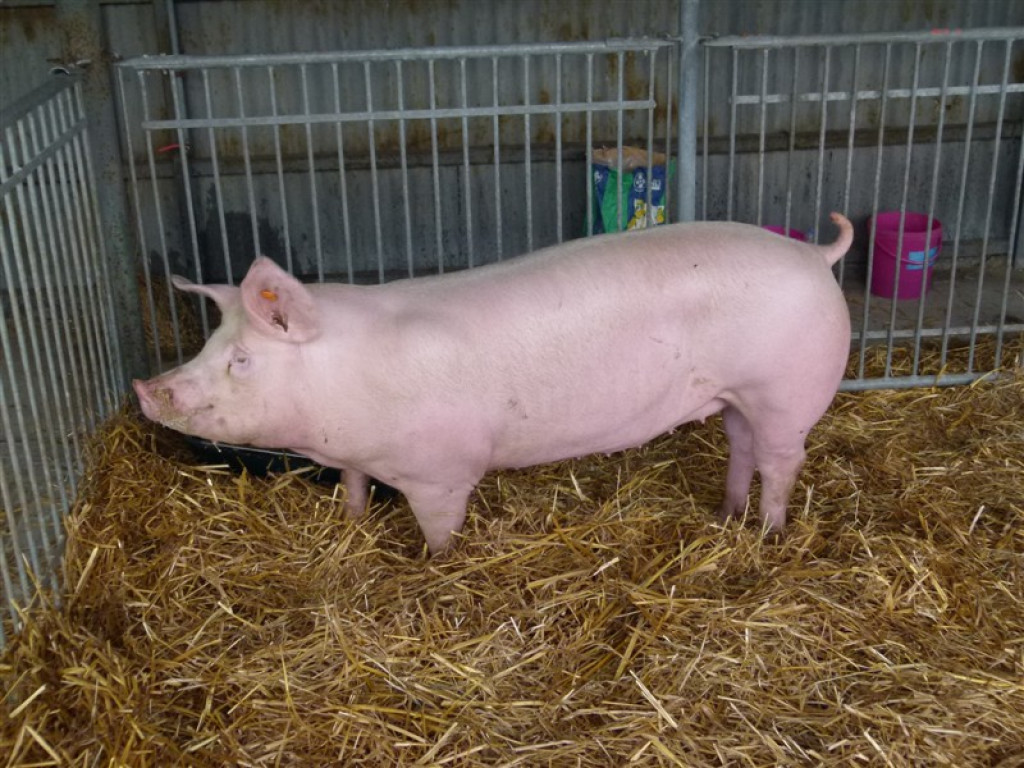 Drugi dzień wystawy i targów w Bratoszewicach