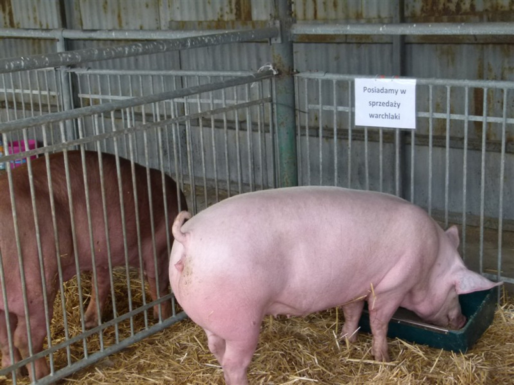 Drugi dzień wystawy i targów w Bratoszewicach