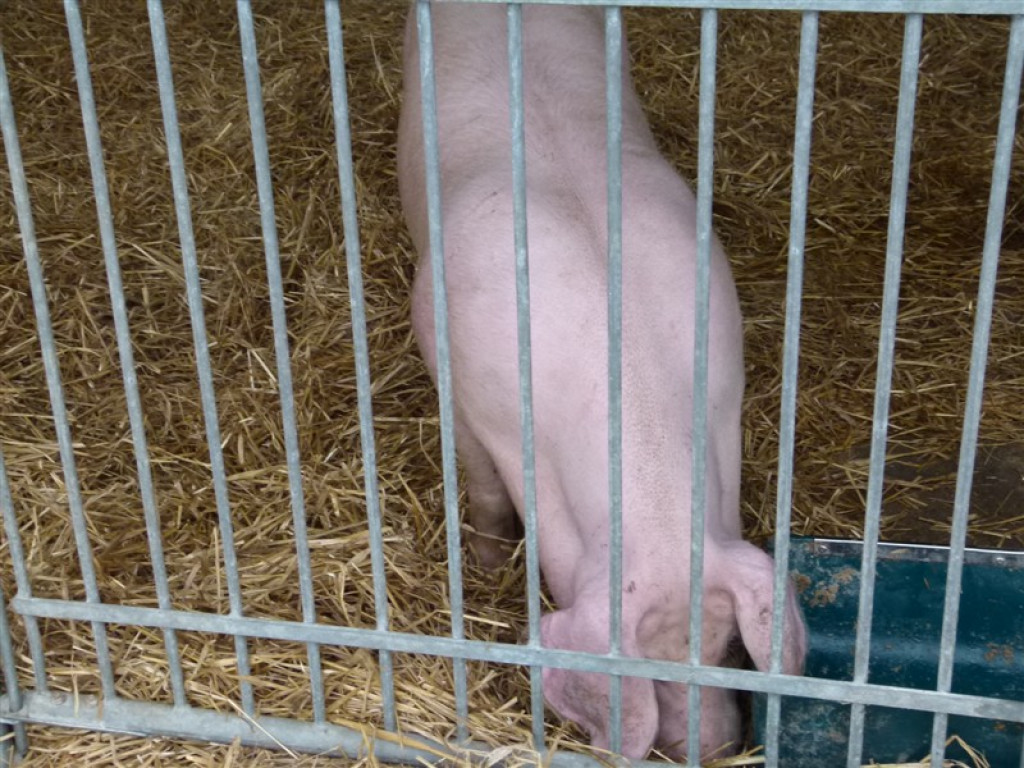 Drugi dzień wystawy i targów w Bratoszewicach