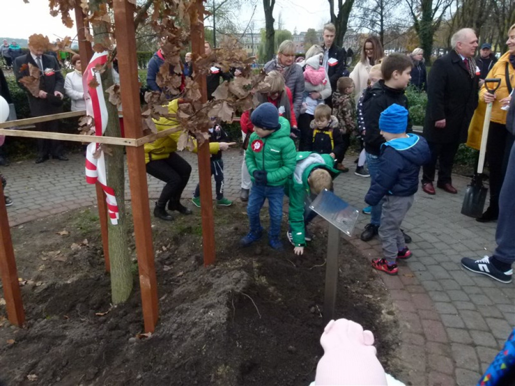 Dąb Niepodległości został posadzony w Głownie