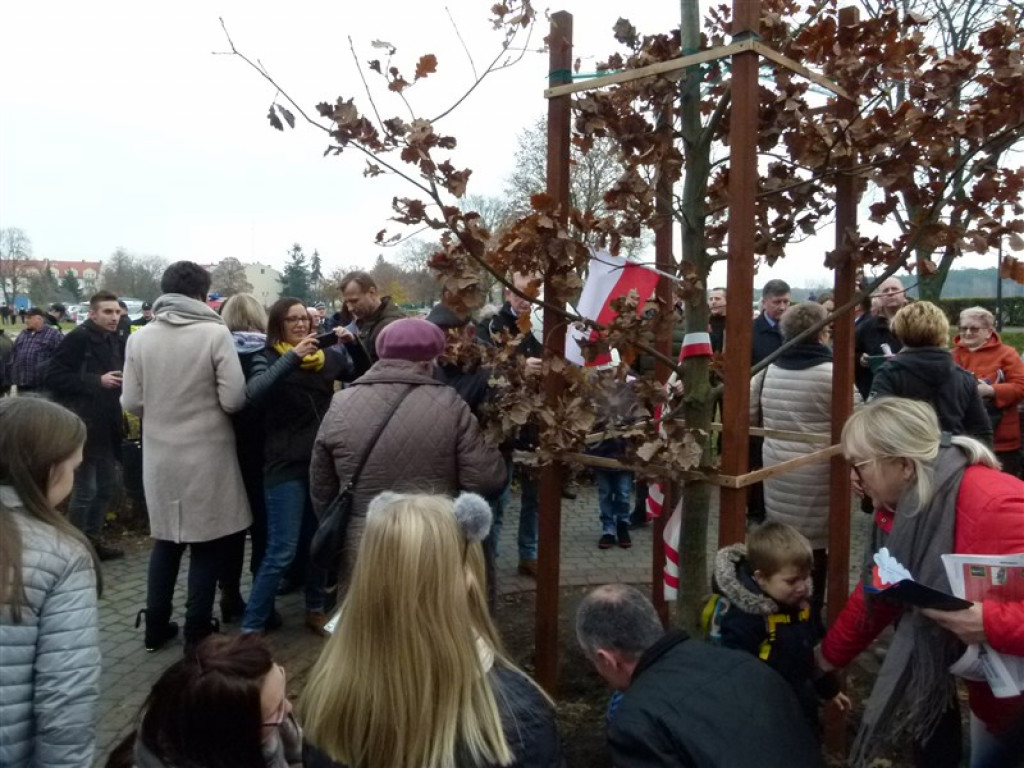 Dąb Niepodległości został posadzony w Głownie