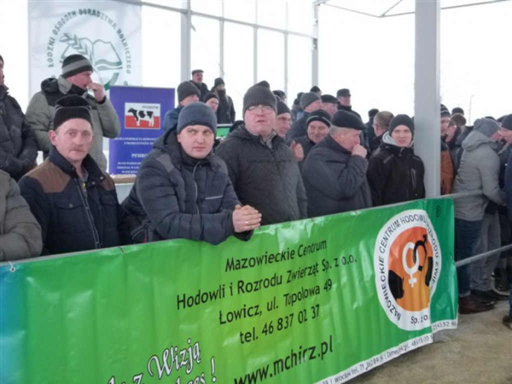 Pierwsza Aukcja Jałówek w Sercu Polski