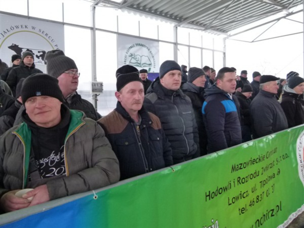 Pierwsza Aukcja Jałówek w Sercu Polski