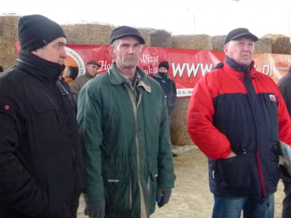 Pierwsza Aukcja Jałówek w Sercu Polski