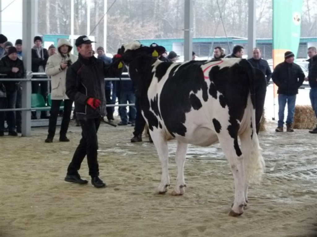Pierwsza Aukcja Jałówek w Sercu Polski