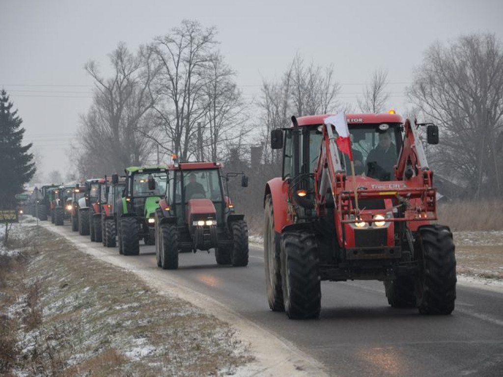Protest hodowców trzody. Rolnicy jadą do starosty
