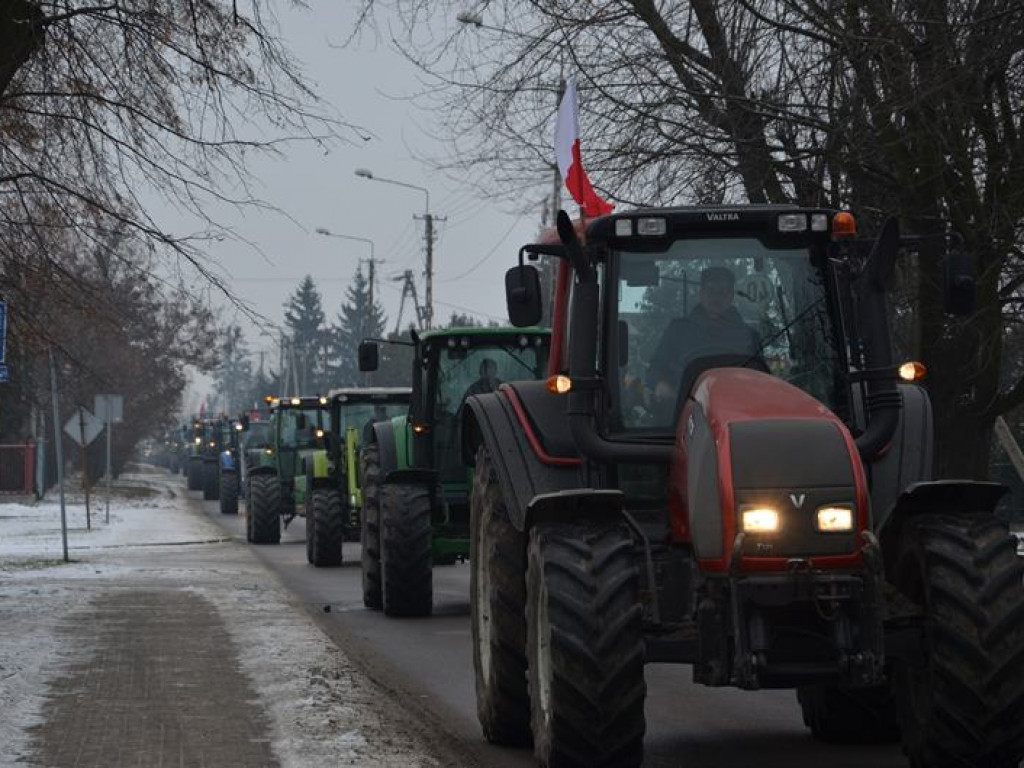 Protest hodowców trzody. Rolnicy jadą do starosty