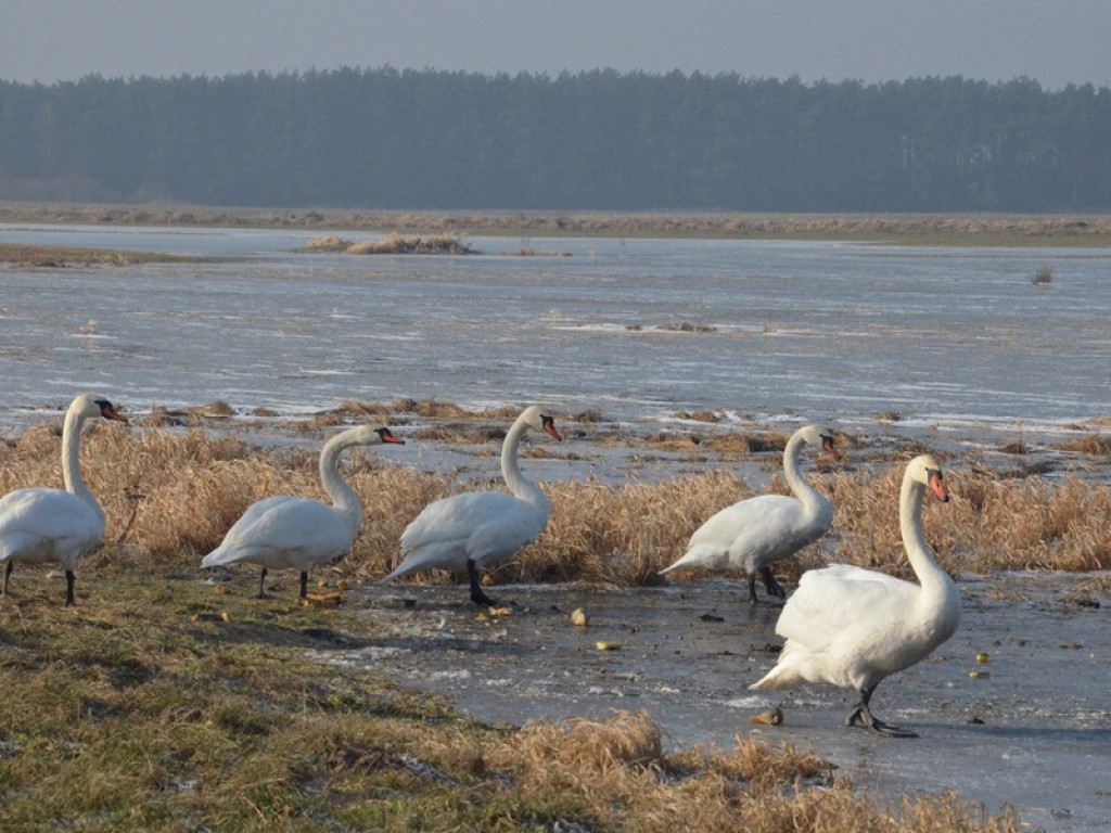 Łabędzie na Górkach