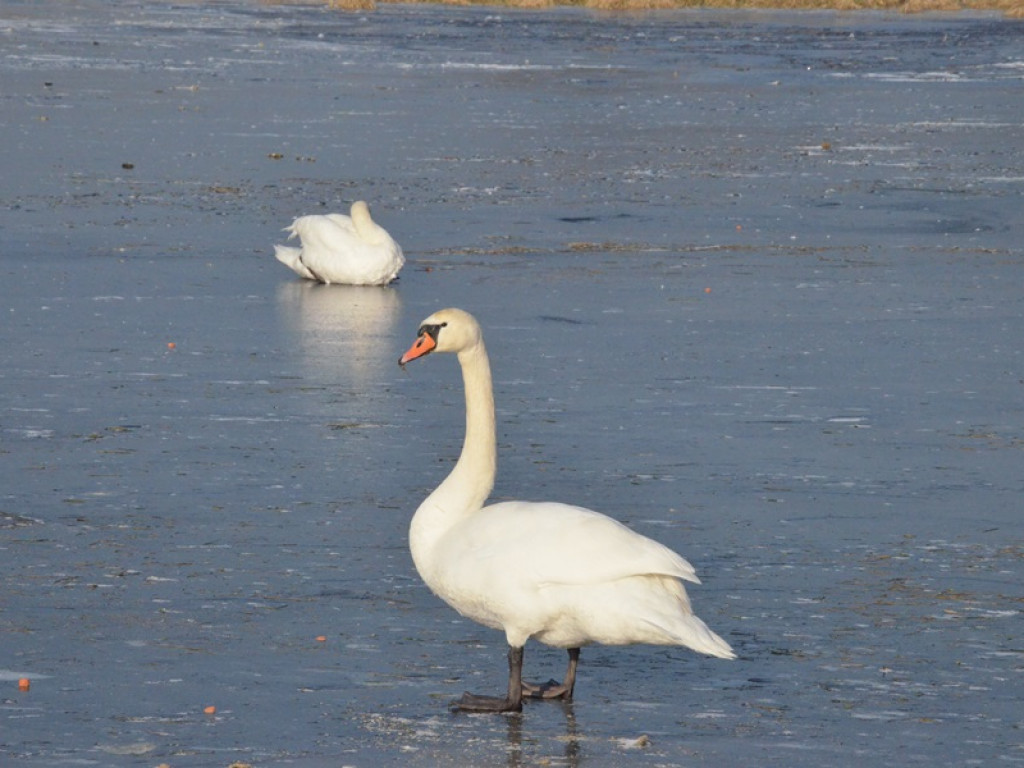 Łabędzie na Górkach