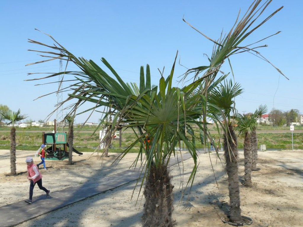 Na plaży stanęły palmy