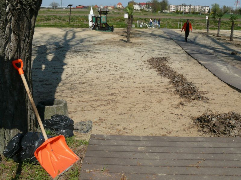Na plaży stanęły palmy