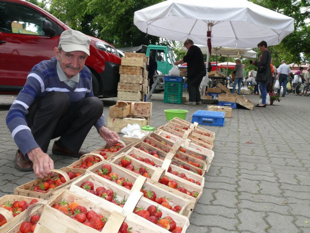 Rozkręca się sezon na truskawki