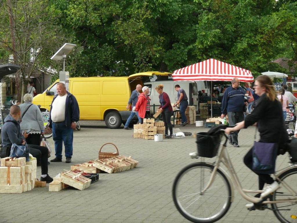 Rozkręca się sezon na truskawki