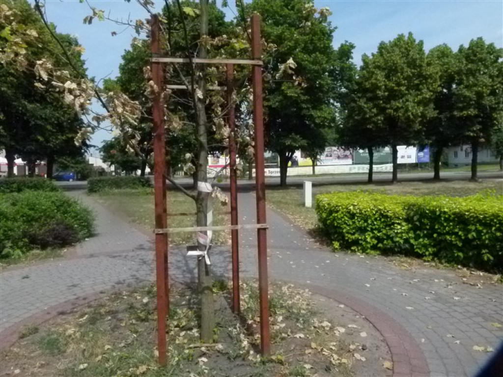 Głowno: Dąb Niepodległości usycha! [AKTUALIZACJA]