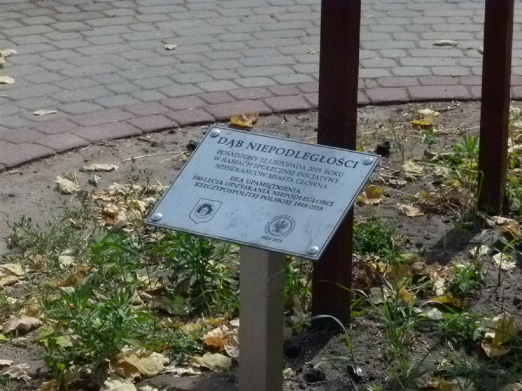 Głowno: Dąb Niepodległości usycha! [AKTUALIZACJA]