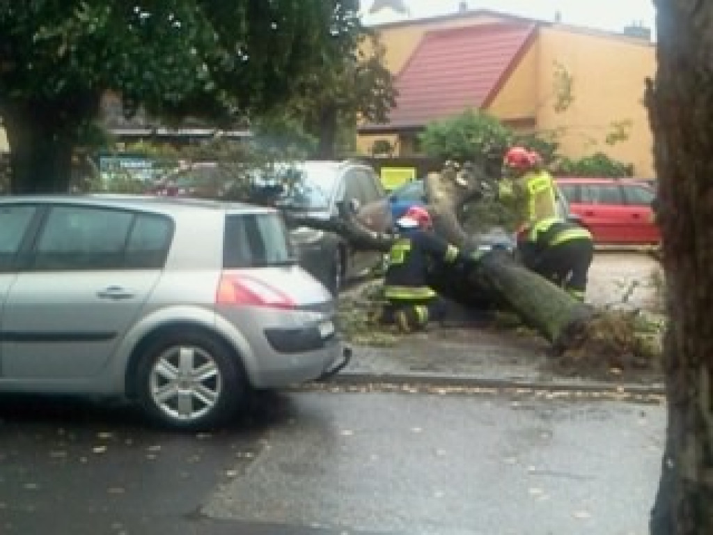 Stryków: Drzewo spadło na dwa samochody