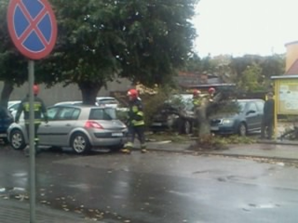 Stryków: Drzewo spadło na dwa samochody